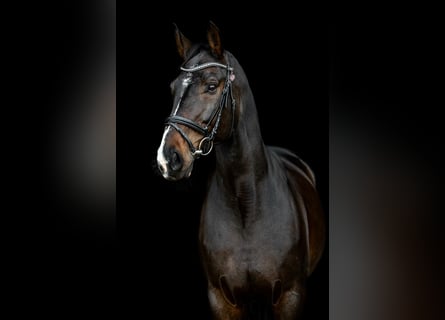 Westfaliano, Castrone, 18 Anni, 174 cm, Baio scuro