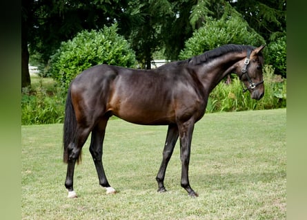 Westfaliano, Castrone, 2 Anni, 165 cm, Baio