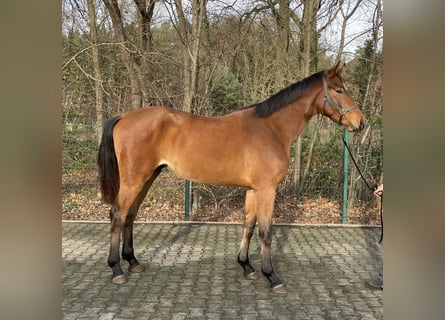 Westfaliano, Castrone, 2 Anni, 167 cm, Baio
