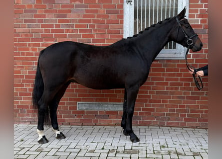 Westfaliano, Castrone, 3 Anni, 154 cm, Baio nero