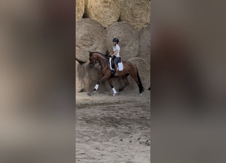 Westfaliano, Castrone, 3 Anni, 164 cm, Baio