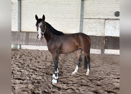 Westfaliano, Castrone, 3 Anni, 165 cm, Baio