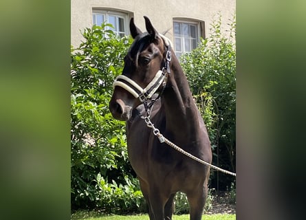 Westfaliano, Castrone, 3 Anni, 165 cm, Baio scuro