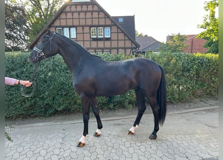 Westfaliano, Castrone, 3 Anni, 165 cm, Morello