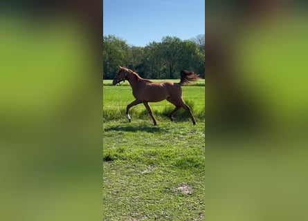 Westfaliano, Castrone, 3 Anni, 166 cm, Sauro