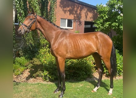Westfaliano, Castrone, 3 Anni, 167 cm, Baio