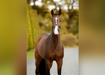 Westfaliano, Castrone, 3 Anni, 167 cm, Baio