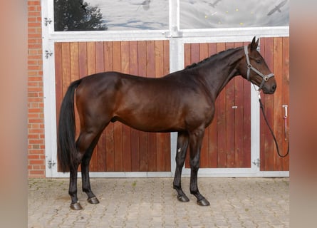 Westfaliano, Castrone, 3 Anni, 168 cm