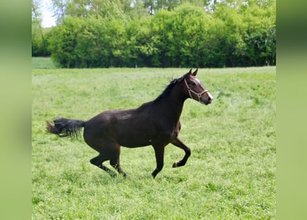 Westfaliano, Castrone, 3 Anni