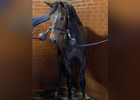 Westfaliano, Castrone, 3 Anni