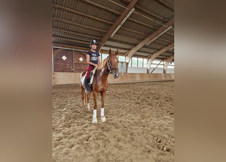 Westfaliano, Castrone, 4 Anni, 160 cm, Sauro