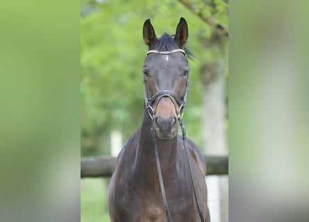 Westfaliano, Castrone, 4 Anni, 162 cm, Baio scuro