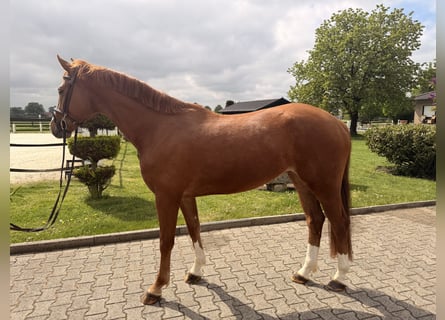 Westfaliano, Castrone, 4 Anni, 162 cm, Sauro