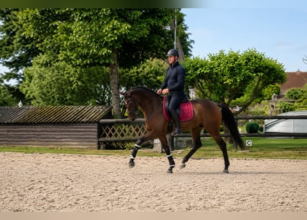 Westfaliano, Castrone, 4 Anni, 163 cm, Baio