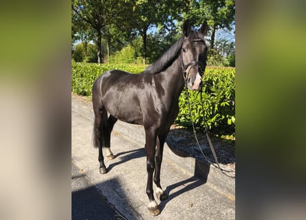 Westfaliano, Castrone, 4 Anni, 163 cm, Baio