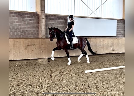Westfaliano, Castrone, 4 Anni, 163 cm, Baio