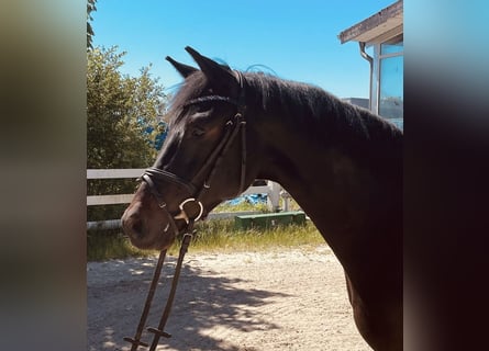 Westfaliano, Castrone, 4 Anni, 163 cm, Baio nero