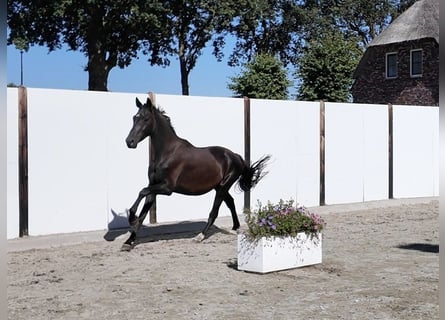 Westfaliano, Castrone, 4 Anni, 163 cm, Baio scuro
