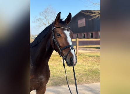 Westfaliano, Castrone, 4 Anni, 165 cm, Baio