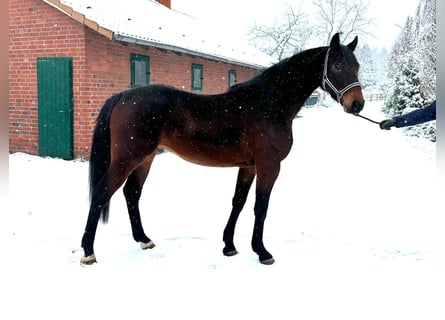 Westfaliano, Castrone, 4 Anni, 165 cm