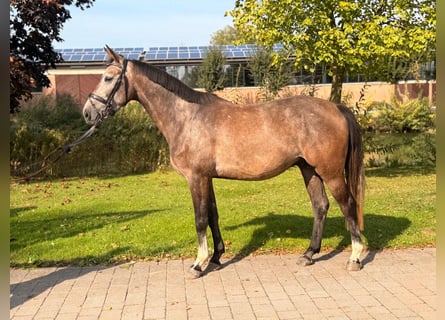 Westfaliano, Castrone, 4 Anni, 165 cm, Grigio