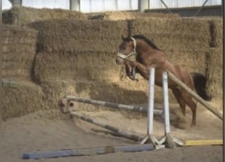Westfaliano, Castrone, 4 Anni, 165 cm, Sauro ciliegia