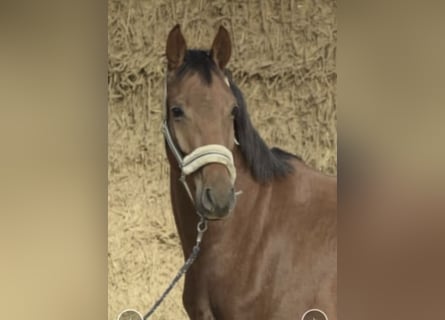 Westfaliano, Castrone, 4 Anni, 165 cm, Sauro ciliegia