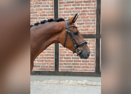 Westfaliano, Castrone, 4 Anni, 166 cm, Baio