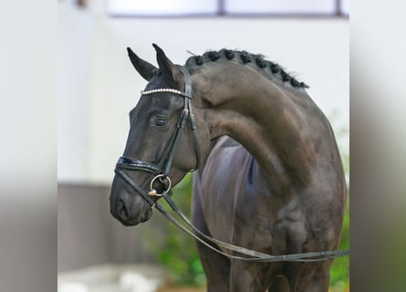 Westfaliano, Castrone, 4 Anni, 166 cm, Morello