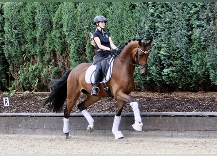 Westfaliano, Castrone, 4 Anni, 167 cm, Baio