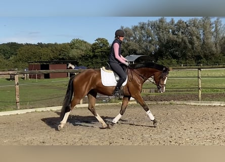 Westfaliano, Castrone, 4 Anni, 167 cm, Baio