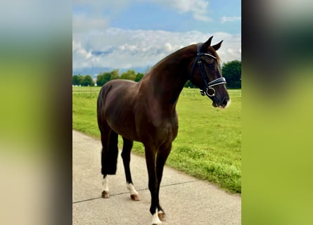 Westfaliano, Castrone, 4 Anni, 167 cm, Morello