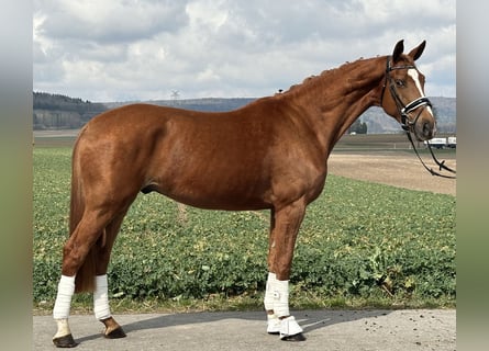 Westfaliano, Castrone, 4 Anni, 167 cm, Sauro