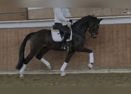 Westfaliano, Castrone, 4 Anni, 168 cm, Baio