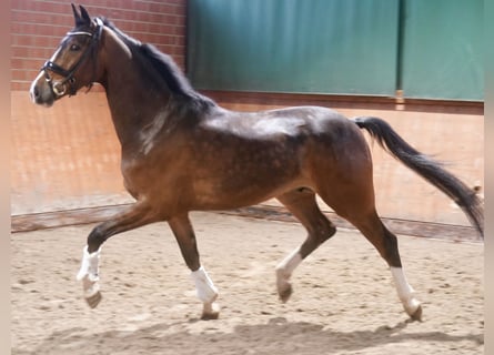 Westfaliano, Castrone, 4 Anni, 168 cm, Baio