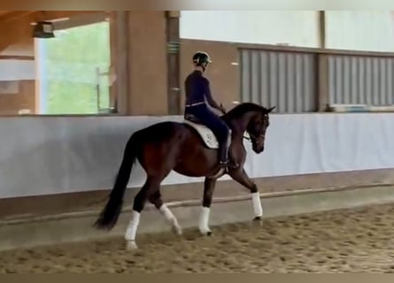 Westfaliano, Castrone, 4 Anni, 168 cm, Baio