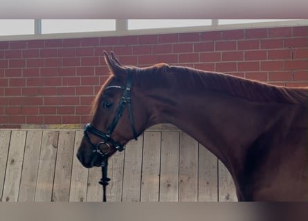 Westfaliano, Castrone, 4 Anni, 168 cm, Sauro