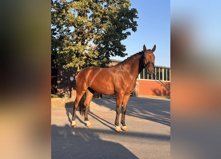 Westfaliano, Castrone, 4 Anni, 169 cm, Baio