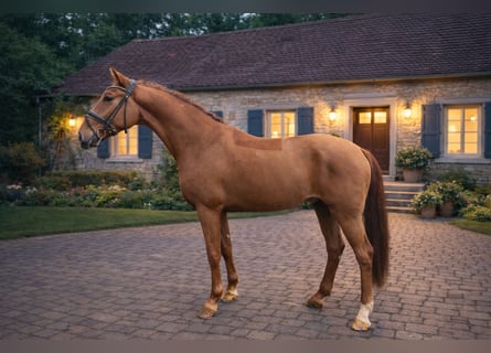 Westfaliano, Castrone, 4 Anni, 169 cm, Sauro