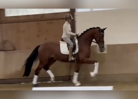 Westfaliano, Castrone, 4 Anni, 170 cm, Baio