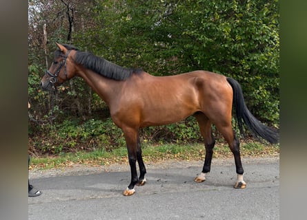 Westfaliano, Castrone, 4 Anni, 170 cm, Baio