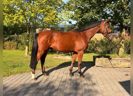 Westfaliano, Castrone, 4 Anni, 170 cm, Baio