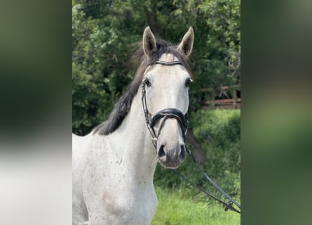 Westfaliano, Castrone, 4 Anni, 170 cm, Grigio