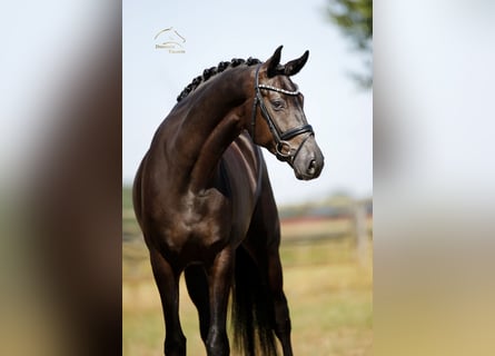 Westfaliano, Castrone, 4 Anni, 170 cm, Morello