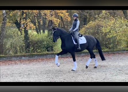 Westfaliano, Castrone, 4 Anni, 171 cm, Morello