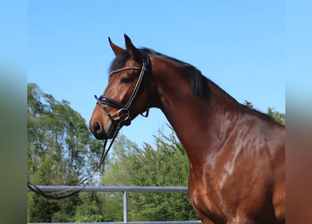 Westfaliano, Castrone, 4 Anni, 173 cm, Baio