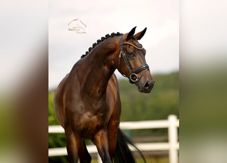 Westfaliano, Castrone, 4 Anni, 173 cm, Baio