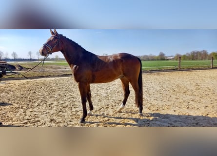 Westfaliano, Castrone, 4 Anni, 173 cm, Baio
