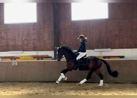 Westfaliano, Castrone, 4 Anni, 174 cm, Baio scuro