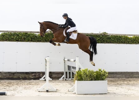 Westfaliano, Castrone, 4 Anni, 175 cm, Baio